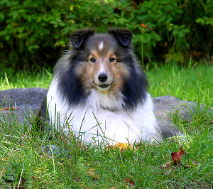 happy collie in the grass